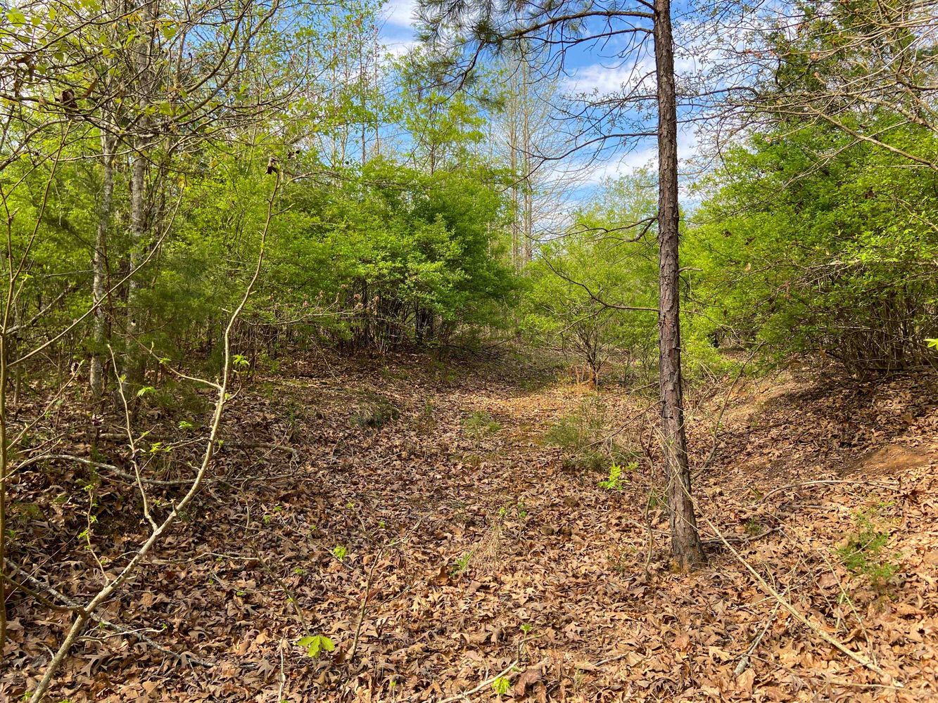 Farris 115 Timber: 00 CR 2215, Daingerfield, TX 75638